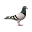 pigeonracingpigeon.com