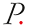 p