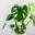 plantascuidadoytrucos.com