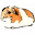 guineapigtube.com