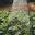 goagriculture.cc
